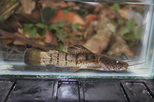 Balay's catfish (Parauchenoglanis balayi) — Claroteidae