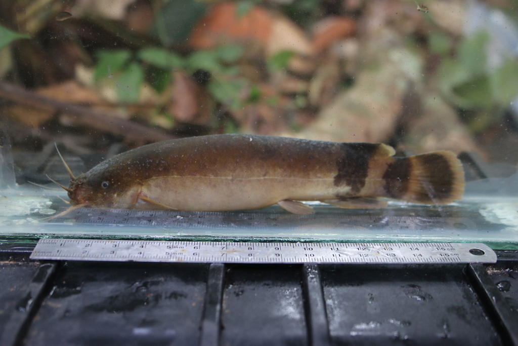 Ogowe electric catfish (Malapterurus oguensis) — Malapteruridae