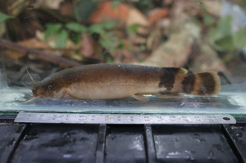 Ogowe electric catfish (Malapterurus oguensis) — Malapteruridae