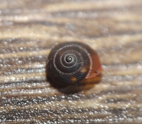 Lucidella vinosa