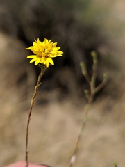 Lessingia pectinata