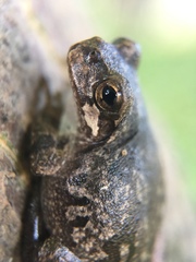 Hyla japonica