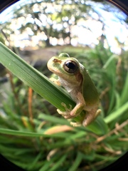 Hyla japonica