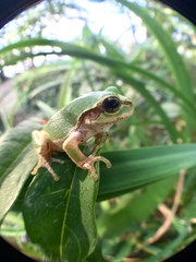 Hyla japonica