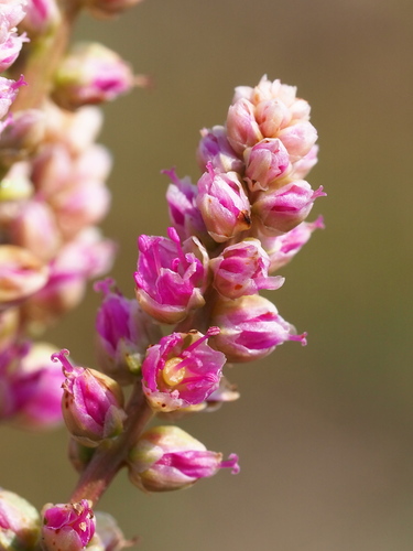 Image of Digera muricata by no rights reserved