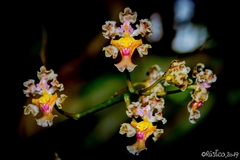 Trichocentrum oerstedii