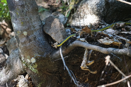 Common Tree Snake sighting
