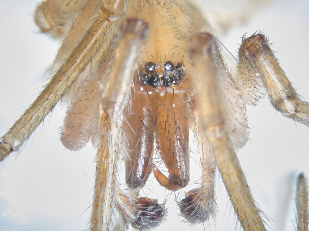 Mesiotelus tenuissimus