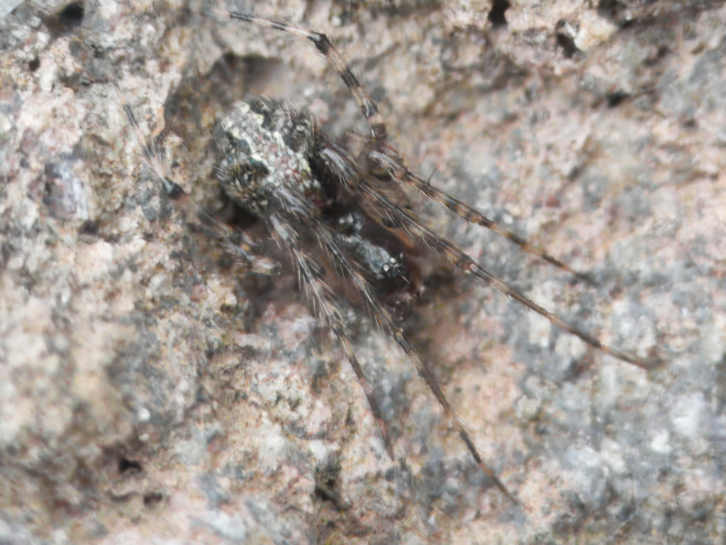 Theridion helena