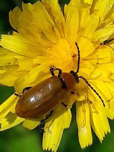 Daffodil Leaf-beetle, photo 3 of 10