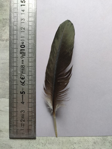 Plume de Cormoran huppé