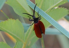Macrolygistopterus rubripennis