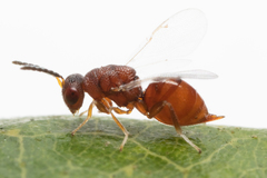 Eurytoma querciglobuli rubra