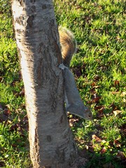 Sciurus carolinensis