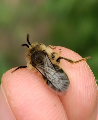 Andrena nigroolivacea