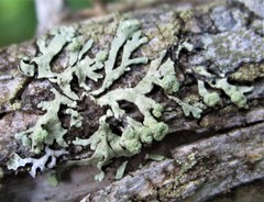 Parmeliopsis capitata