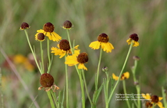 Helenium mexicanum