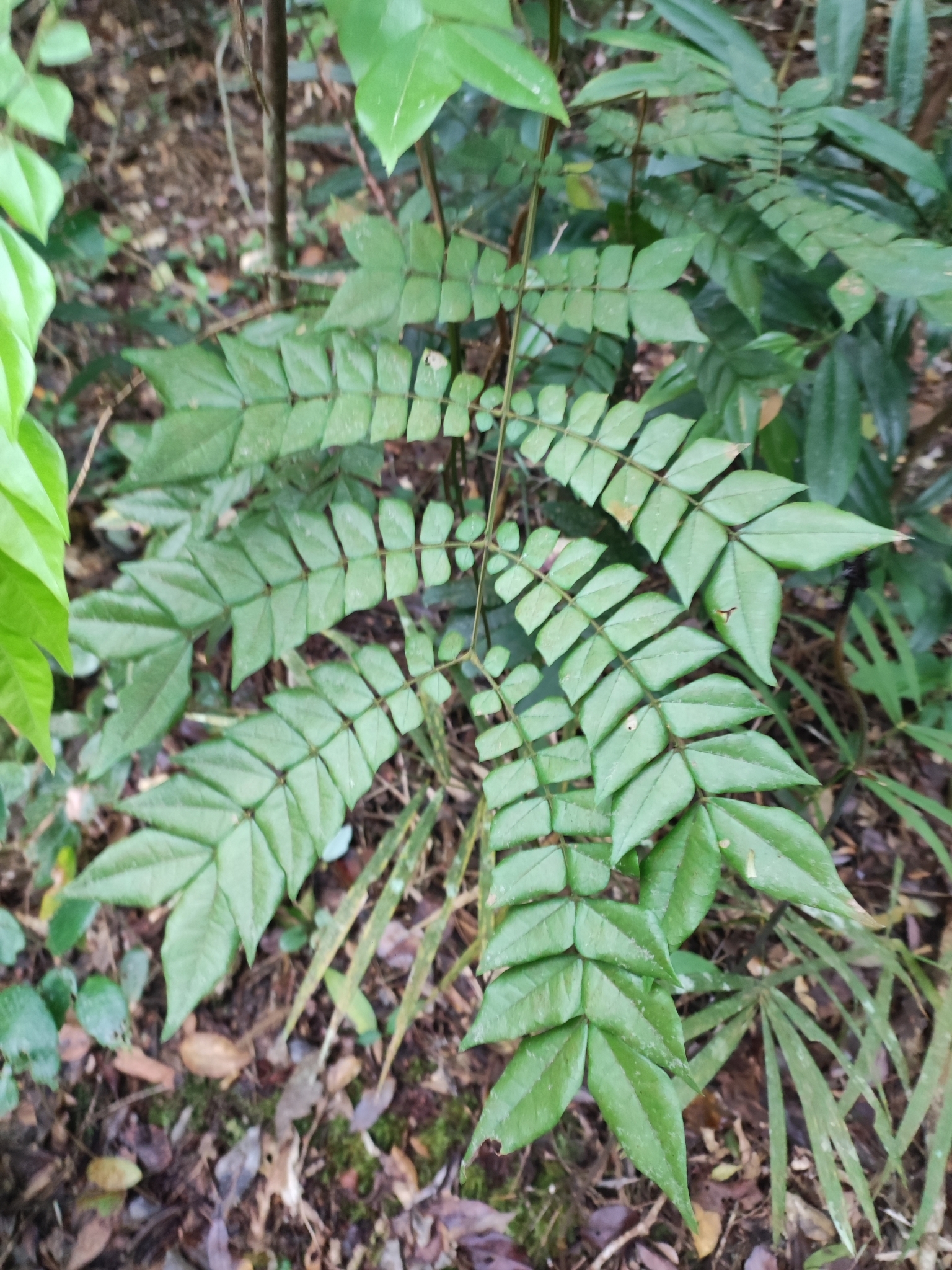 Mán đỉa (Archidendron clypearia)