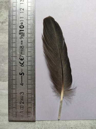 Plume de Bernache cravant