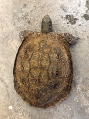 Rhinoclemmys pulcherrima pulcherrima