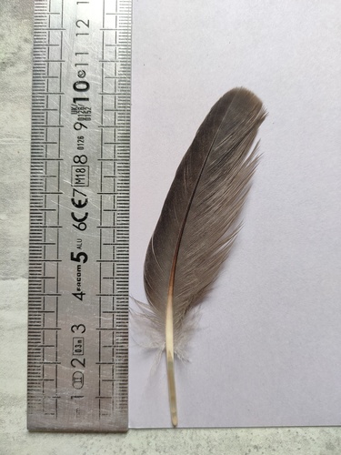Plume de Bernache cravant