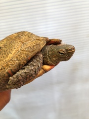 Rhinoclemmys pulcherrima pulcherrima