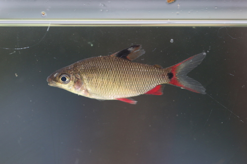 Redfin distichodus (Distichodus notospilus) — Distichodontidae — 5