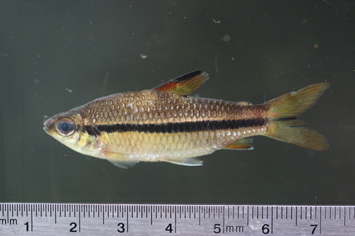 Carp (Nannaethiops unitaeniatus) — Distichodontidae — 5