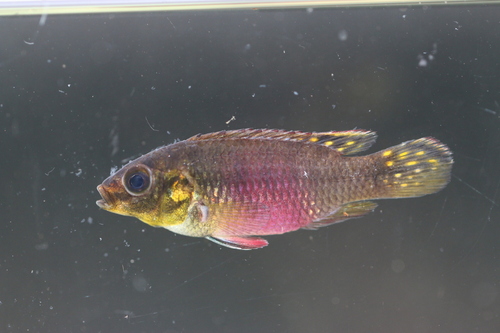 Kribensis (Pelvicachromis subocellatus) — Cichlidae