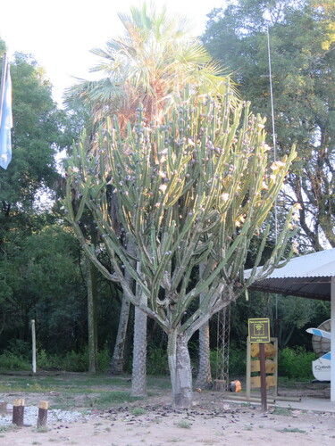 Cereus hankeanus (Cereus hankeanus)