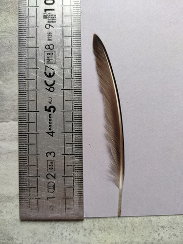 Plume de Bécasseau variable