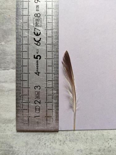 Plume de Bécasseau variable