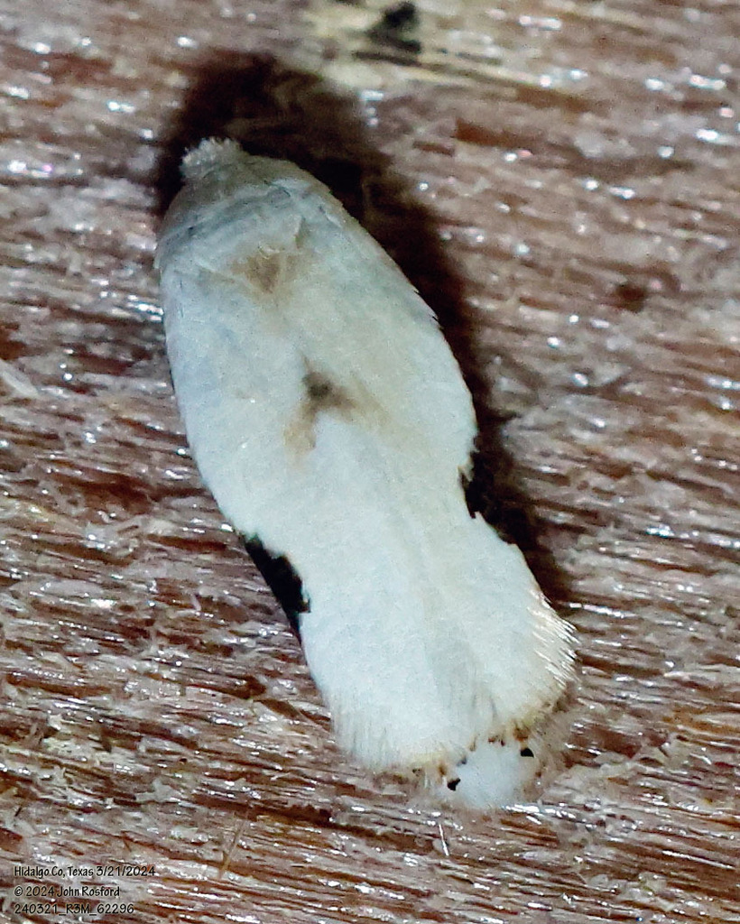 Pseudopostega texana