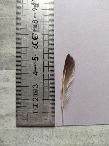 Plume de Bécasseau variable