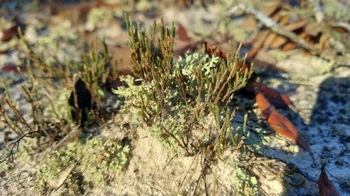 Image of Selaginella arenicola by (c) Athena Philips, some rights reserved (CC BY)