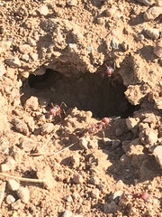Pogonomyrmex occidentalis