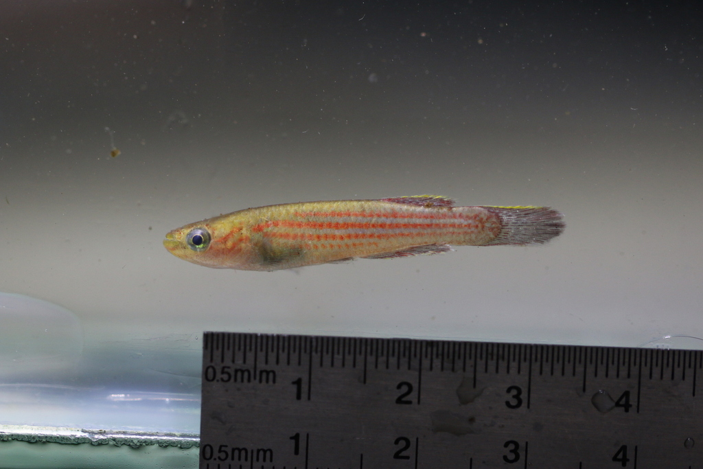 Escherich's killi (Aphyosemion escherichi) — Nothobranchiidae