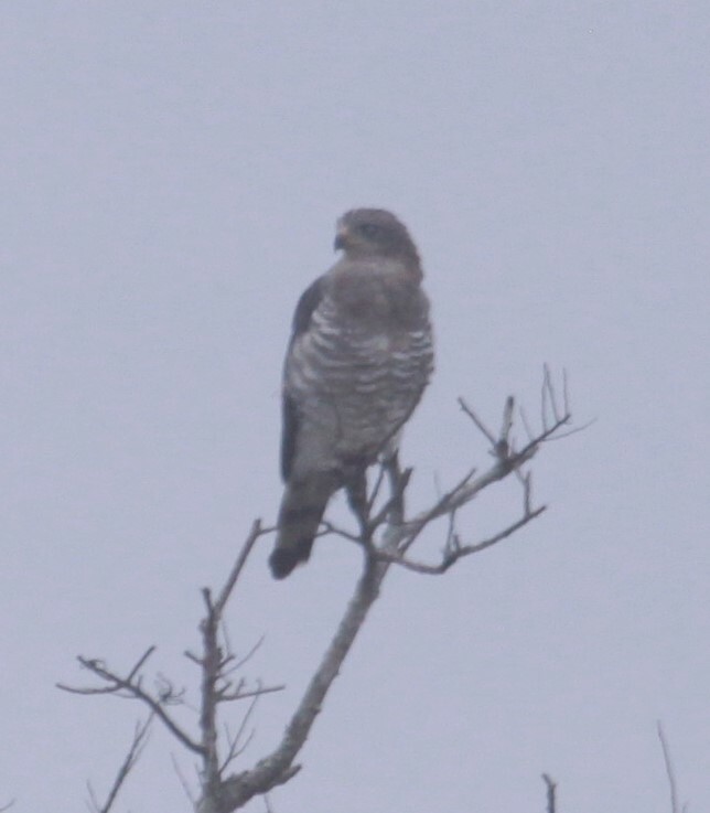 Southern Banded Snake-Eagle (Circaetus fasciolatus)