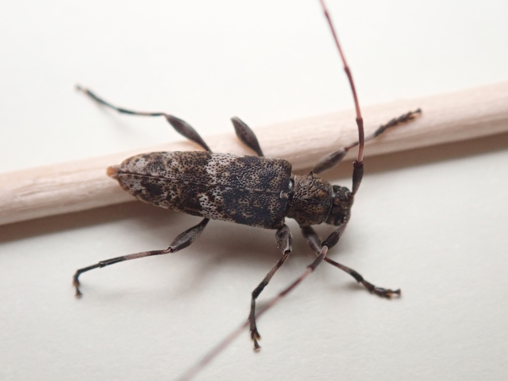 Acanthobatesianus