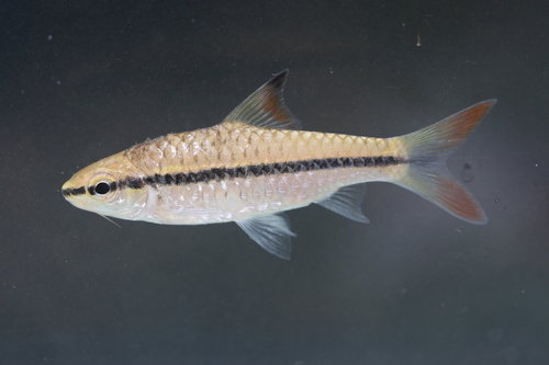 Bandstreep-barbeel (Enteromius holotaenia) — Cyprinidae