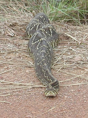 Crotalus durissus