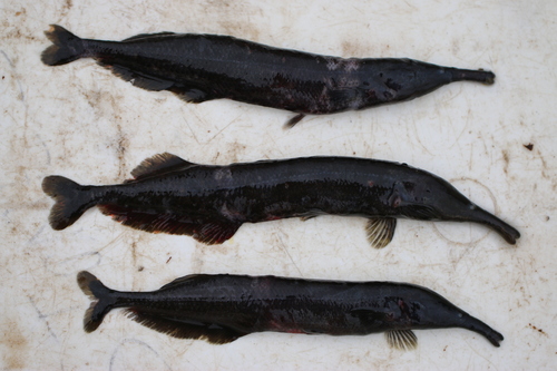 Sickle-snouted mormyrid (Mormyrops zanclirostris) — Mormyridae — 4