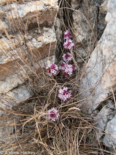 Steenkampsberg African hyacinth (Ledebouria steenkampsbergensis)