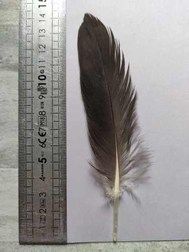 Plume de Bernache cravant