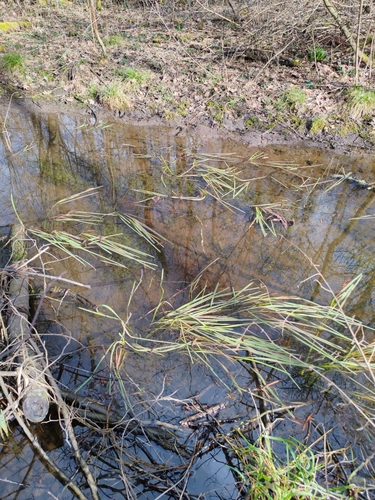 Image of Glyceria fluitans by (c) Ljaž, some rights reserved (CC BY)