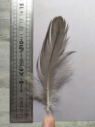 Plume de Bernache cravant