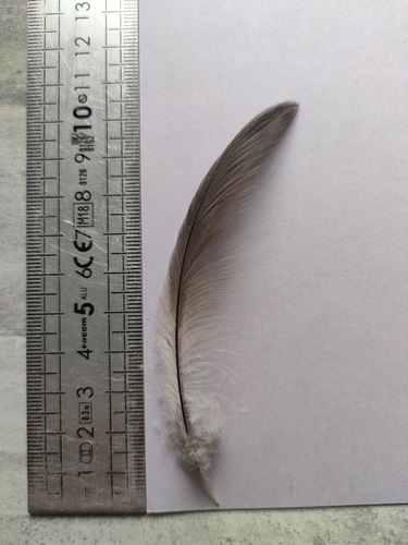 Plume de Grèbe huppé