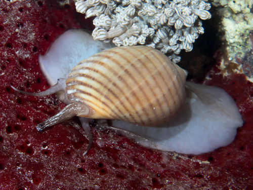 Tonna canaliculata