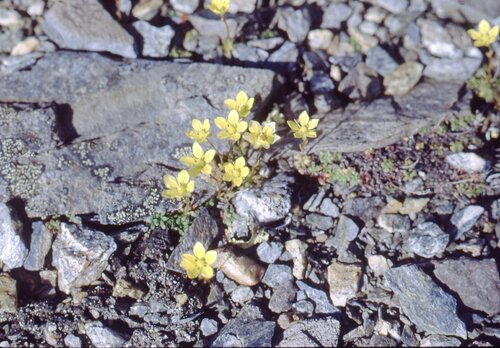 thymeleaf saxifrage (Saxifraga serpyllifolia)