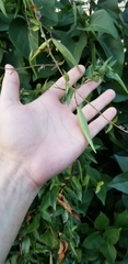 Vincetoxicum rossicum